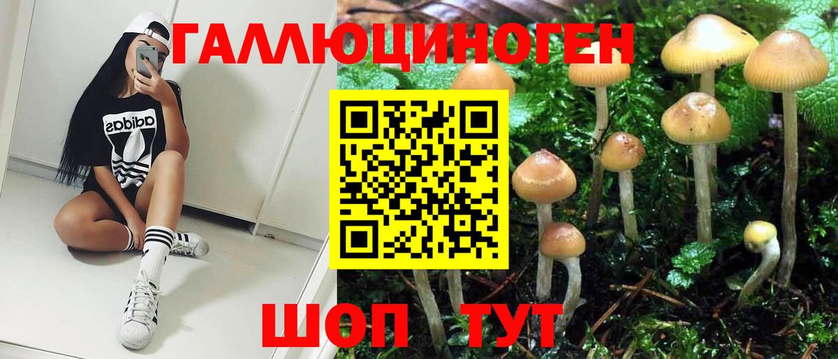 Чита  Псилоцибиновые грибы Cubensis  Вход с VPN 