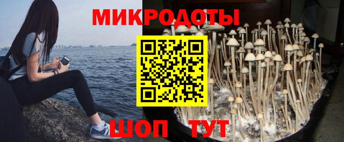 Псилоцибиновые грибы мицелий Чита